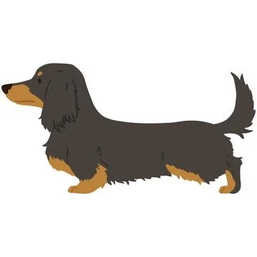 Flat colored black and tan color Miniature Dachshund long hair Stock Illustration