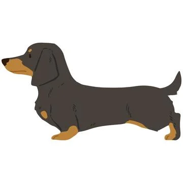 Flat colored black and tan smooth haired Dachshund in side view Stock Illustration