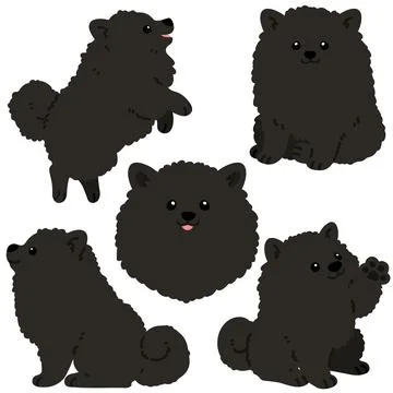 Flat colored black pomeranian illustrations set Stock Illustration