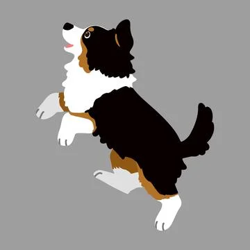 Flat colored Black Tri Australian Shepherd dog jumping Stock Illustration
