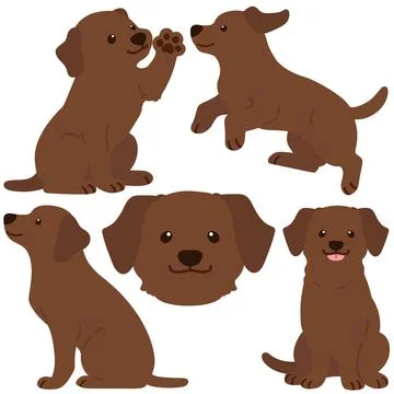 Flat colored chocolate Labrador illustrations set Stock Illustration