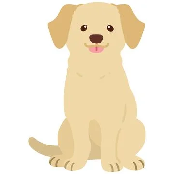 Flat colored cream Labrador sitting front view Stock Illustration