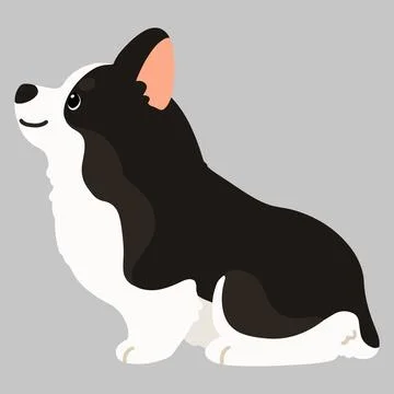 Flat colored cute black Corgi sitting in side view Stock Illustration