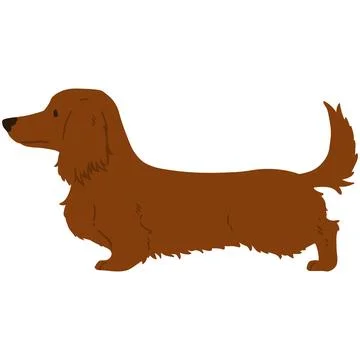 Flat colored red Miniature Dachshund long hair Stock Illustration