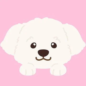 Flat colored simple and adorable white Maltese dog front head with paws Stock Illustration
