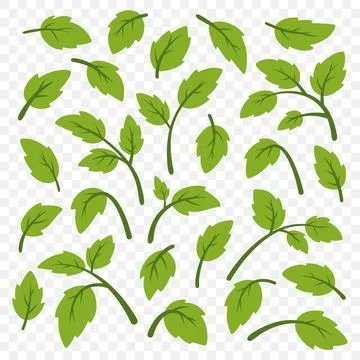 Flat Colorful Vector Leaves With Stems - Single Leaves And Clusters. Leaves For Illustrazione stock