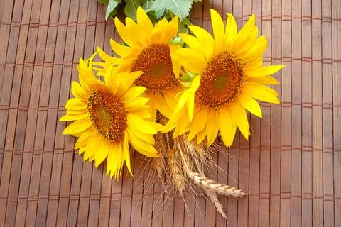 Flat composition with wheat spikelets and sunflower on a wooden table. Stock Photos