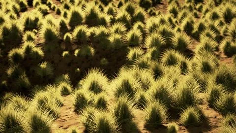 Flat desert with bush and grass イラスト素材