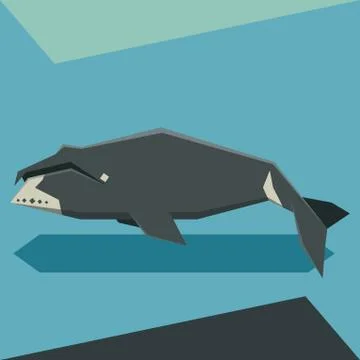 Flat design Bowhead whale Stock Illustration