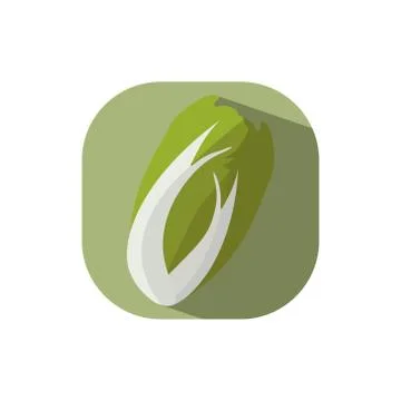 Flat design chinese cabbage Stock Illustration