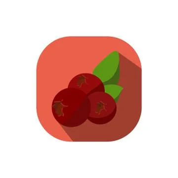 Flat design cranberries Stock Illustration