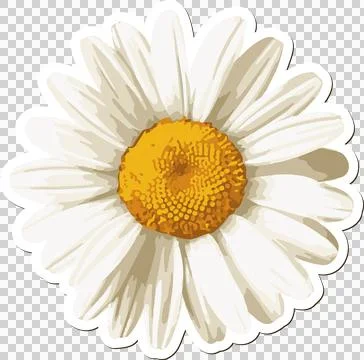 Flat design daisy is floating on transparent background with yellow center and Stock Illustration