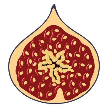 Flat design icon of Fig fruit in ui colors. Stock Illustration
