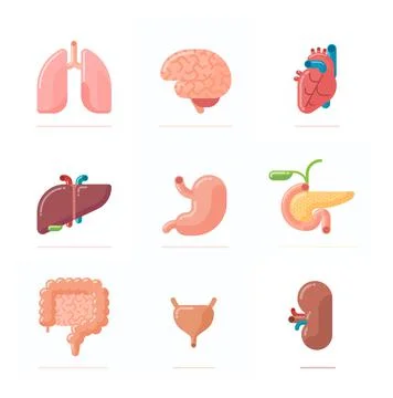 Flat design illustration of human organs Stock Illustration