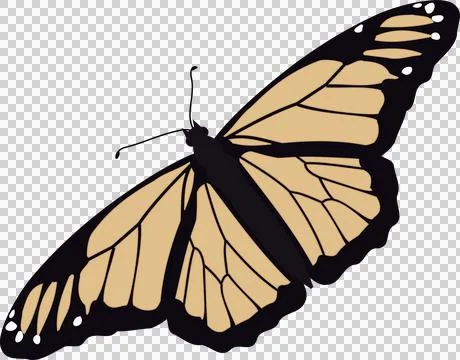 Flat design monarch butterfly is showing orange-beige wings, black veins on Stock Illustration