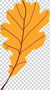 Flat design oak leaf is floating on transparent background, showing orange Stock Illustration