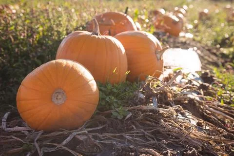 Flat design pumpkin patch illustration is showing bright orange pumpkins on Stock Photos