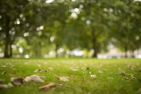 Flat design is showing patch of grass with scattered dry leaves and blurred Stock Photos