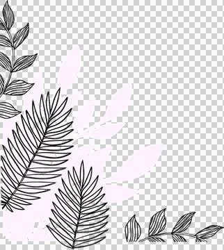 Flat design showing pink leaf shapes, black fern line drawings, transparent Illustrazione stock