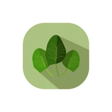 Flat design spinach Stock Illustration