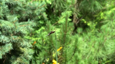 Flat dragonfly (Libellula depressa) takes off and returns to reed stalk. Stock Footage 133348734