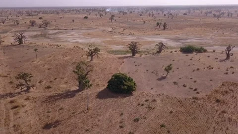 Flat dry land with baobab and palm trees, road passing in middle 스톡 동영상 208937077