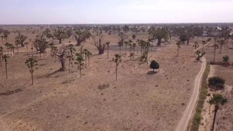 Flat dry land with baobab and palm trees scattered around, dirt road in middle Stock Footage 208937124