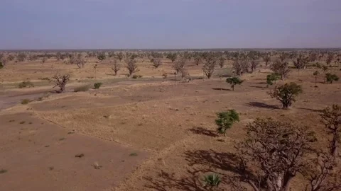 Flat dry land with baobab trees and small bushes scattered around Stock Footage 208937043
