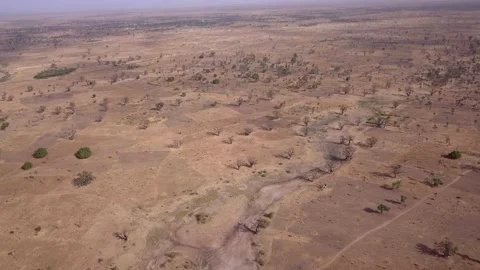 Flat dry land with baobab trees and small bushes scattered around Video stock 208937052