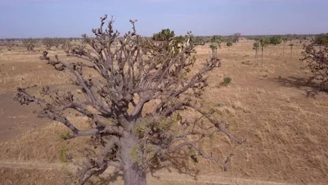 Flat dry land with baobab trees and coconut trees, cows eating dry grass Stock-Footage 208937064
