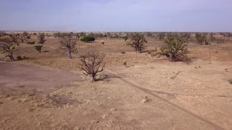 Flat dry land with baobab trees and coconut trees, dirt road passing near pond Video stock 208937065