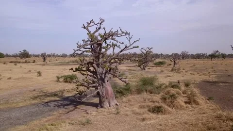 Flat dry land with baobab trees and palm trees scattered around Video stock 208937066