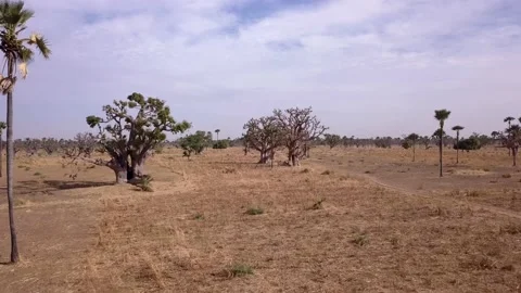 Flat dry land with baobab trees and palm trees scattered around Stock Footage 208937068