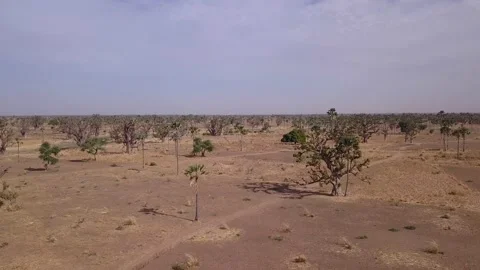 Flat dry land with baobab trees and palm trees scattered around Stock Footage 208937075