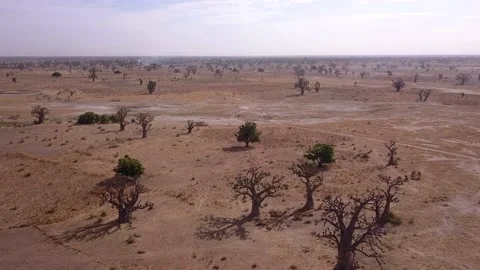 Flat dry land with baobab trees and small bushes scattered around Video stock 208937079