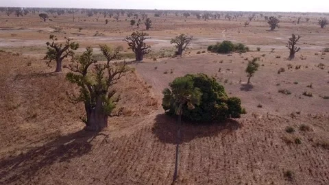 Flat dry land with baobab trees and small bushes scattered around Stock Footage 208937084