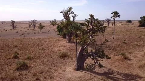Flat dry land with baobab trees and palm trees scattered around Video stock 208937091