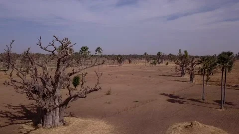 Flat dry land with baobab trees and palm trees scattered around Stock Footage 208937123