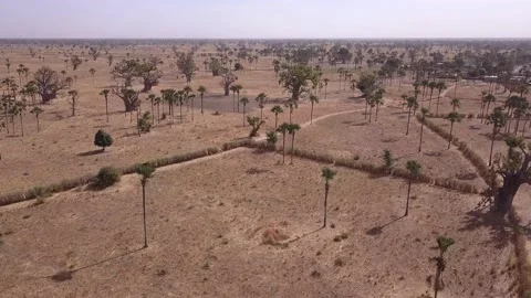 Flat dry land with baobab trees and palm trees scattered around Stock Footage 208937131