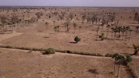 Flat dry land with baobab trees and palm trees scattered around Video stock 208937132