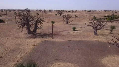 Flat dry land with baobab trees and palm trees scattered around Video stock 208937138