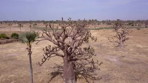 Flat dry land with baobab trees and palm trees scattered around Stock Footage 208937143