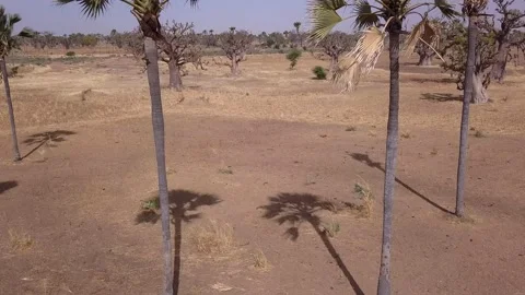 Flat dry land with baobab trees and palm trees scattered around Video stock 208937148