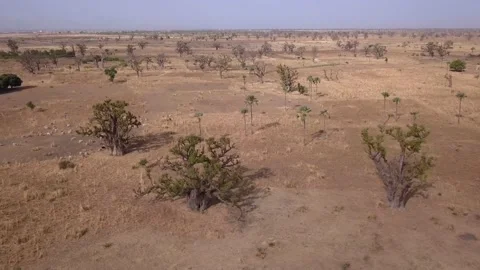 Flat dry land with baobab trees and coconut trees, dirt road passing near pond Stock Footage 221579828