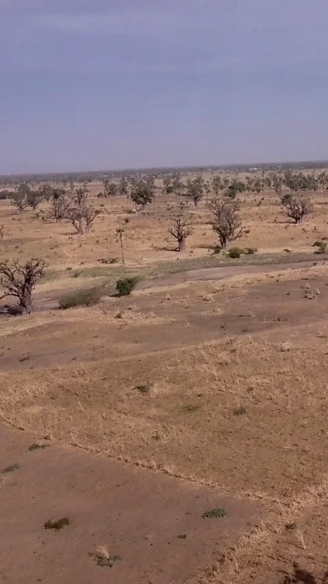 Flat dry land with baobab trees and small bushes scattered around 스톡 동영상 230673325