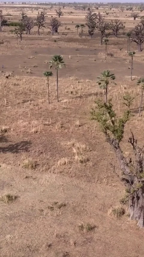 Flat dry land with baobab trees and coconut trees, dirt road passing near pond Stock Footage 230673564