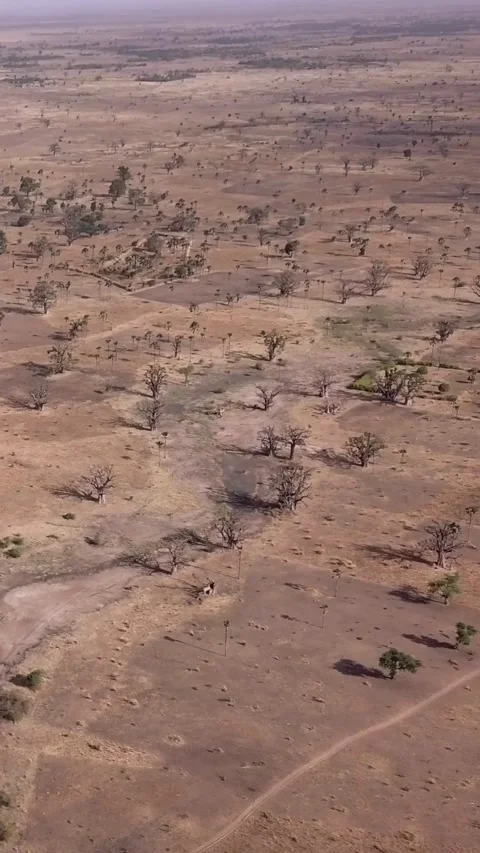 Flat dry land with baobab trees and small bushes scattered around Stock Footage 230673619