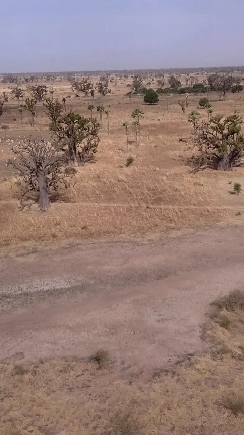 Flat dry land with baobab trees and coconut trees, cows eating dry grass Video stock 230673739