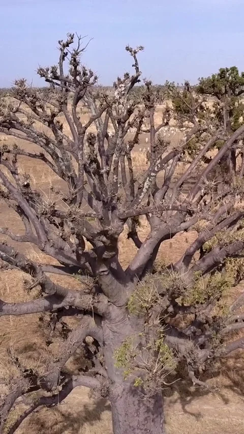 Flat dry land with baobab trees and coconut trees, cows eating dry grass Video stock 230673742
