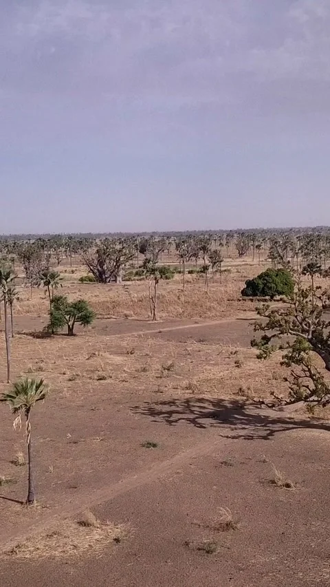 Flat dry land with baobab trees and palm trees scattered around Stock Footage 230673845